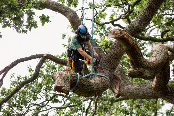 Best Storm Damage Tree Cleanup  in Palermo, NJ