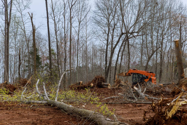 How Our Tree Care Process Works  in  Palermo, NJ