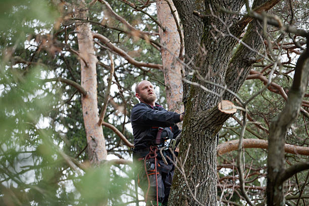 Best Tree Cabling and Bracing  in Palermo, NJ